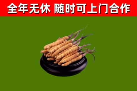 游仙区回收散虫草