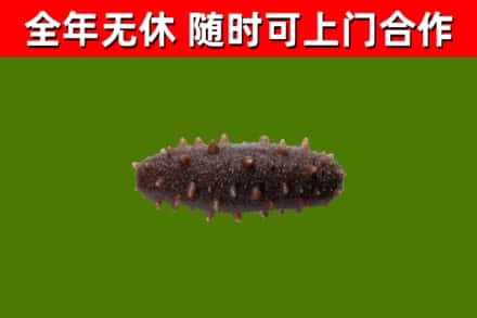 游仙区回收海参干